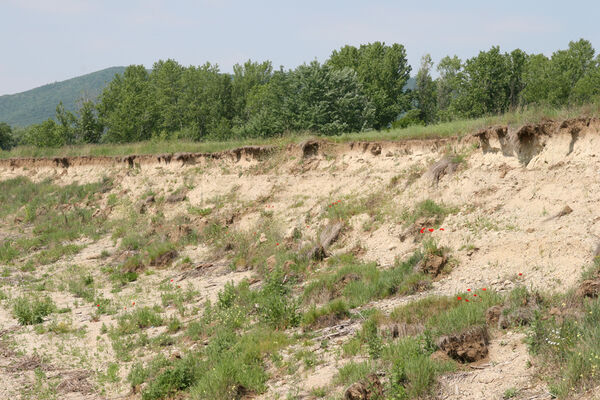 Chľaba, 5.6.2014
Břeh Dunaje před soutokem s Ipľa.
Klíčová slova: Chľaba soutok Dunaj Ipeľ