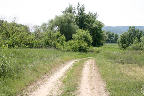 Chľaba, 5.6.2014
Písčiny u soutoku Dunajem a Ipľa.
Klíčová slova: Chľaba soutok Dunaj Ipeľ Dicronychus rubripes