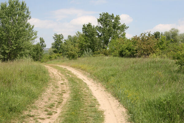 Chľaba, 5.6.2014
Písčiny u soutoku Dunajem a Ipľa.
Keywords: Chľaba soutok Dunaj Ipeľ Dicronychus rubripes