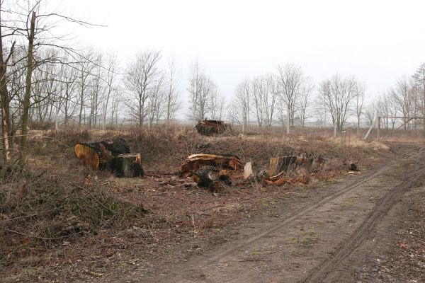 Chlumecká bažantnice, 3.3.2009
Fotoreportáž z likvidace lužního lesa a staré dubové aleje na hrázi podél Cidliny a Mlýnské Bystřice (2008-2009). 
Schlüsselwörter: Chlumec nad Cidlinou Chlumecká bažantnice Luhy