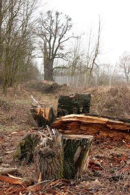 Chlumecká bažantnice, 3.3.2009
Fotoreportáž z likvidace lužního lesa a staré dubové aleje na hrázi podél Cidliny a Mlýnské Bystřice (2008-2009). 
Keywords: Chlumec nad Cidlinou Chlumecká bažantnice Luhy Ampedus cardinalis