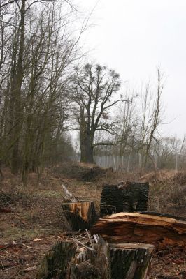 Chlumecká bažantnice, 3.3.2009
Fotoreportáž z likvidace lužního lesa a staré dubové aleje na hrázi podél Cidliny a Mlýnské Bystřice (2008-2009). 
Klíčová slova: Chlumec nad Cidlinou Chlumecká bažantnice Luhy Ampedus cardinalis