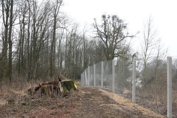 Chlumecká bažantnice, 3.3.2009
Fotoreportáž z likvidace lužního lesa a staré dubové aleje na hrázi podél Cidliny a Mlýnské Bystřice (2008-2009). 
Klíčová slova: Chlumec nad Cidlinou Chlumecká bažantnice Luhy Ampedus brunnicornis Cardiophorus gramineus