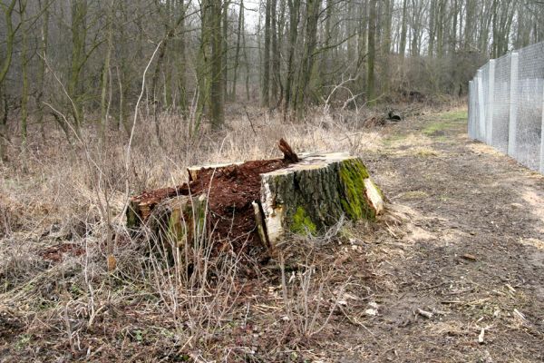 Chlumecká bažantnice, 3.3.2009
Fotoreportáž z likvidace lužního lesa a staré dubové aleje na hrázi podél Cidliny a Mlýnské Bystřice (2008-2009). 
Schlüsselwörter: Chlumec nad Cidlinou Chlumecká bažantnice Luhy Ampedus brunnicornis Cardiophorus gramineus