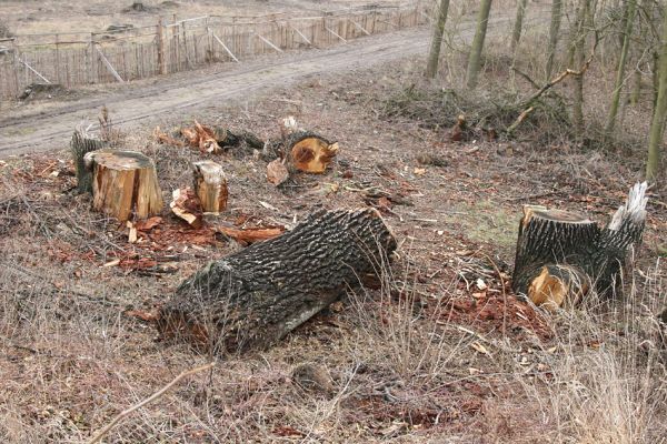 Chlumecká bažantnice, 3.3.2009
Fotoreportáž z likvidace lužního lesa a staré dubové aleje na hrázi podél Cidliny a Mlýnské Bystřice (2008-2009). 
Keywords: Chlumec nad Cidlinou Chlumecká bažantnice Luhy Ampedus cardinalis