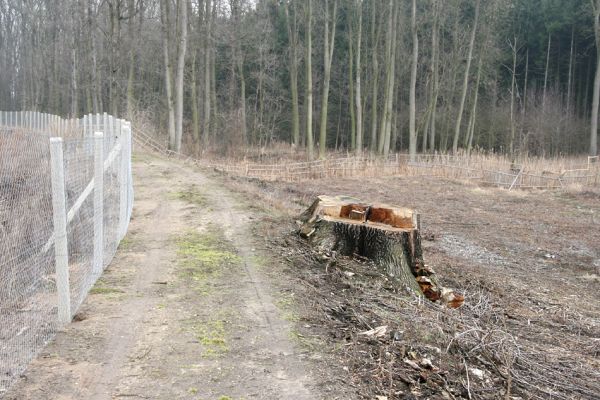 Chlumecká bažantnice, 3.3.2009
Fotoreportáž z likvidace lužního lesa a staré dubové aleje na hrázi podél Cidliny a Mlýnské Bystřice (2008-2009). 
Klíčová slova: Chlumec nad Cidlinou Chlumecká bažantnice Luhy