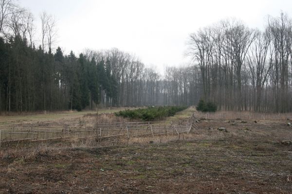 Chlumecká bažantnice, 3.3.2009
Fotoreportáž z likvidace lužního lesa a staré dubové aleje na hrázi podél Cidliny a Mlýnské Bystřice (2008-2009). Smrková houština upravená pro potřeby chovu bažantů.
Schlüsselwörter: Chlumec nad Cidlinou Chlumecká bažantnice Luhy