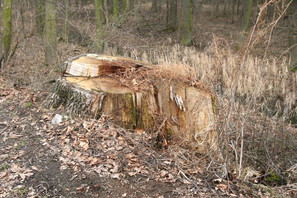 Chlumecká bažantnice, 3.3.2009
Fotoreportáž z likvidace lužního lesa a staré dubové aleje na hrázi podél Cidliny a Mlýnské Bystřice (2008-2009). 
Keywords: Chlumec nad Cidlinou Chlumecká bažantnice Luhy Ampedus cardinalis