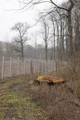 Chlumecká bažantnice, 3.3.2009
Fotoreportáž z likvidace lužního lesa a staré dubové aleje na hrázi podél Cidliny a Mlýnské Bystřice (2008-2009). 
Mots-clés: Chlumec nad Cidlinou Chlumecká bažantnice Luhy