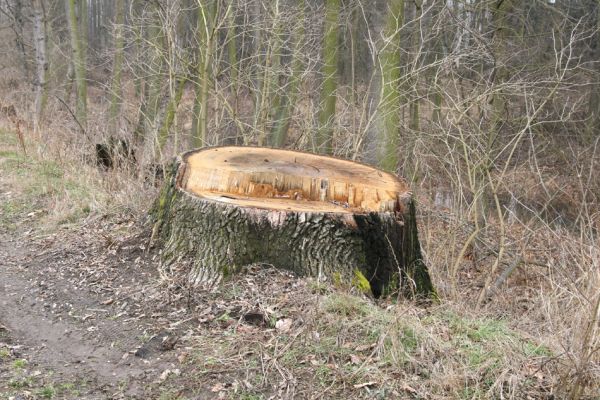 Chlumecká bažantnice, 3.3.2009
Fotoreportáž z likvidace lužního lesa a staré dubové aleje na hrázi podél Cidliny a Mlýnské Bystřice (2008-2009). 
Keywords: Chlumec nad Cidlinou Chlumecká bažantnice Luhy