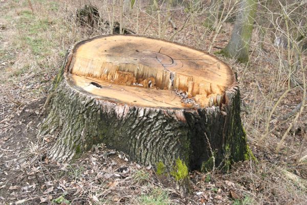 Chlumecká bažantnice, 3.3.2009
Fotoreportáž z likvidace lužního lesa a staré dubové aleje na hrázi podél Cidliny a Mlýnské Bystřice (2008-2009). 
Schlüsselwörter: Chlumec nad Cidlinou Chlumecká bažantnice Luhy