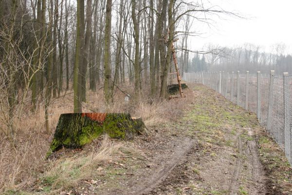 Chlumecká bažantnice, 3.3.2009
Fotoreportáž z likvidace lužního lesa a staré dubové aleje na hrázi podél Cidliny a Mlýnské Bystřice (2008-2009). 
Schlüsselwörter: Chlumec nad Cidlinou Chlumecká bažantnice Luhy