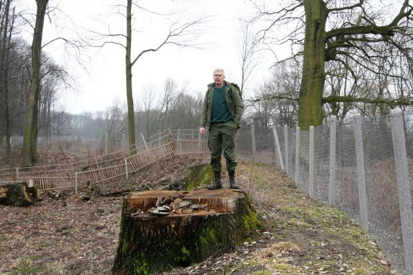 Chlumecká bažantnice, 3.3.2009
Fotoreportáž z likvidace lužního lesa a staré dubové aleje na hrázi podél Cidliny a Mlýnské Bystřice (2008-2009). Autor jako měřítko velikosti zlikvidovaných dubů.
Keywords: Chlumec nad Cidlinou Chlumecká bažantnice Luhy