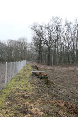 Chlumecká bažantnice, 3.3.2009
Fotoreportáž z likvidace lužního lesa a staré dubové aleje na hrázi podél Cidliny a Mlýnské Bystřice (2008-2009). 
Keywords: Chlumec nad Cidlinou Chlumecká bažantnice Luhy