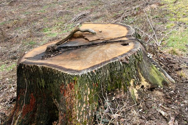 Chlumecká bažantnice, 3.3.2009
Fotoreportáž z likvidace lužního lesa a staré dubové aleje na hrázi podél Cidliny a Mlýnské Bystřice (2008-2009). 
Schlüsselwörter: Chlumec nad Cidlinou Chlumecká bažantnice Luhy