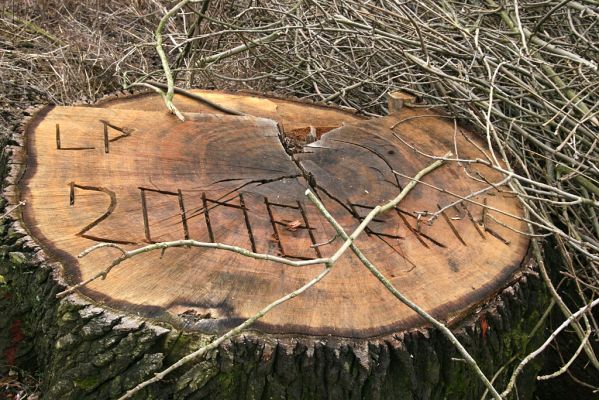 Chlumecká bažantnice, 3.3.2009
Fotoreportáž z likvidace lužního lesa a staré dubové aleje na hrázi podél Cidliny a Mlýnské Bystřice (2008-2009). "LP 2008 ERIK" Tak to je "Chlumecký masakr motorovou pilou".
Schlüsselwörter: Chlumec nad Cidlinou Chlumecká bažantnice Luhy