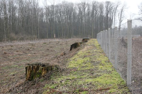 Chlumecká bažantnice, 3.3.2009
Fotoreportáž z likvidace lužního lesa a staré dubové aleje na hrázi podél Cidliny a Mlýnské Bystřice (2008-2009). 
Klíčová slova: Chlumec nad Cidlinou Chlumecká bažantnice Luhy