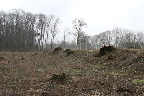 Chlumecká bažantnice, 3.3.2009
Fotoreportáž z likvidace lužního lesa a staré dubové aleje na hrázi podél Cidliny a Mlýnské Bystřice (2008-2009). 
Schlüsselwörter: Chlumec nad Cidlinou Chlumecká bažantnice Luhy