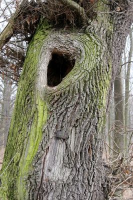 Chlumecká bažantnice, 3.3.2009
Fotoreportáž z likvidace lužního lesa a staré dubové aleje na hrázi podél Cidliny a Mlýnské Bystřice (2008-2009). Poslední zbytek lesa...
Keywords: Chlumec nad Cidlinou Chlumecká bažantnice Luhy