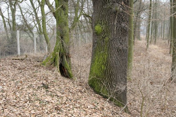 Chlumecká bažantnice, 3.3.2009
Fotoreportáž z likvidace lužního lesa a staré dubové aleje na hrázi podél Cidliny a Mlýnské Bystřice (2008-2009). Poslední zbytek lesa...
Klíčová slova: Chlumec nad Cidlinou Chlumecká bažantnice Luhy