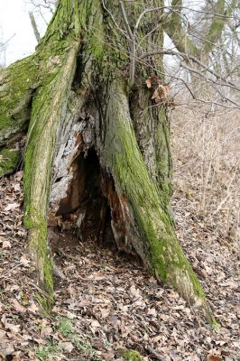 Chlumecká bažantnice, 3.3.2009
Fotoreportáž z likvidace lužního lesa a staré dubové aleje na hrázi podél Cidliny a Mlýnské Bystřice (2008-2009). Poslední zbytek lesa... Starý jilm.
Klíčová slova: Chlumec nad Cidlinou Chlumecká bažantnice Luhy