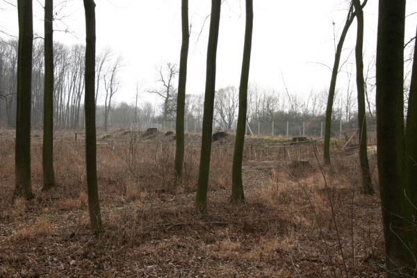 Chlumecká bažantnice, 3.3.2009
No, jestli tady probíhala činnost v souladu se zájmy ochrany přírody a krajiny České republiky, tak já jsem tajná milenka Baracka Obamy...
Klíčová slova: Chlumec nad Cidlinou Chlumecká bažantnice Luhy