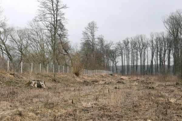 Chlumecká bažantnice, 3.3.2009
Fotoreportáž z likvidace lužního lesa a staré dubové aleje na hrázi podél Cidliny a Mlýnské Bystřice (2008-2009). 
Mots-clés: Chlumec nad Cidlinou Chlumecká bažantnice Luhy