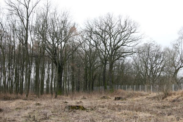 Chlumecká bažantnice, 3.3.2009
Fotoreportáž z likvidace lužního lesa a staré dubové aleje na hrázi podél Cidliny a Mlýnské Bystřice (2008-2009). Poslední zbytek lesa...
Klíčová slova: Chlumec nad Cidlinou Chlumecká bažantnice Luhy