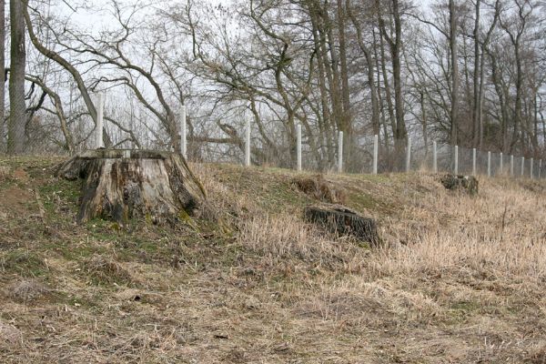 Chlumecká bažantnice, 3.3.2009
Fotoreportáž z likvidace lužního lesa a staré dubové aleje na hrázi podél Cidliny a Mlýnské Bystřice (2008-2009). 
Klíčová slova: Chlumec nad Cidlinou Chlumecká bažantnice Luhy