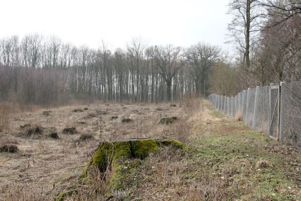 Chlumecká bažantnice, 3.3.2009
Fotoreportáž z likvidace lužního lesa a staré dubové aleje na hrázi podél Cidliny a Mlýnské Bystřice (2008-2009). 
Mots-clés: Chlumec nad Cidlinou Chlumecká bažantnice Luhy