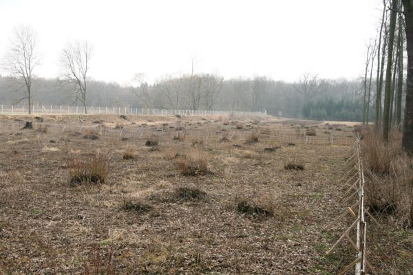 Chlumecká bažantnice, 3.3.2009
Fotoreportáž z likvidace lužního lesa a staré dubové aleje na hrázi podél Cidliny a Mlýnské Bystřice (2008-2009). Holoseč opravdu unikátních rozměrů... 
Mots-clés: Chlumec nad Cidlinou Chlumecká bažantnice Luhy