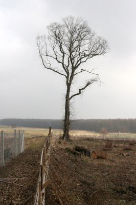 Chlumecká bažantnice, 3.3.2009
Fotoreportáž z likvidace lužního lesa a staré dubové aleje na hrázi podél Cidliny a Mlýnské Bystřice (2008-2009). Jilm - poslední mohykán...
Mots-clés: Chlumec nad Cidlinou Chlumecká bažantnice Luhy