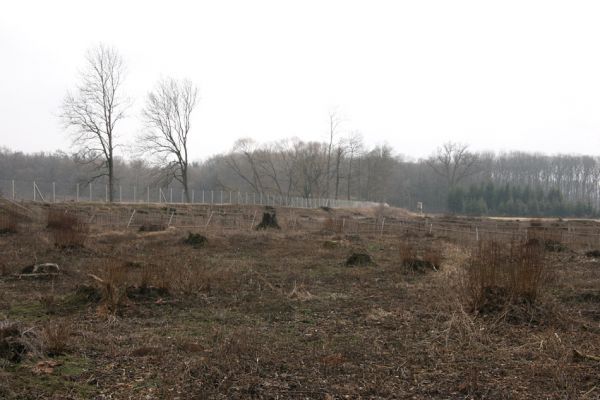 Chlumecká bažantnice, 3.3.2009
Fotoreportáž z likvidace lužního lesa a staré dubové aleje na hrázi podél Cidliny a Mlýnské Bystřice (2008-2009). 
Klíčová slova: Chlumec nad Cidlinou Chlumecká bažantnice Luhy