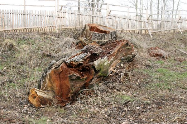 Chlumecká bažantnice, 3.3.2009
Fotoreportáž z likvidace lužního lesa a staré dubové aleje na hrázi podél Cidliny a Mlýnské Bystřice (2008-2009). Lesníkovo srdce se tetelí blahem...
Schlüsselwörter: Chlumec nad Cidlinou Chlumecká bažantnice Luhy