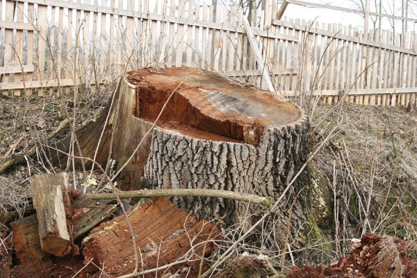 Chlumecká bažantnice, 3.3.2009
Žijeme v době bezduché vlády peněz. Zatím podřezáváme stromy. Prý jsou nemocné nebo staré. Kdy začneme podřezávat ekonomicky nevýnosné nemocné nebo staré lidi? 
Klíčová slova: Chlumec nad Cidlinou Chlumecká bažantnice Luhy