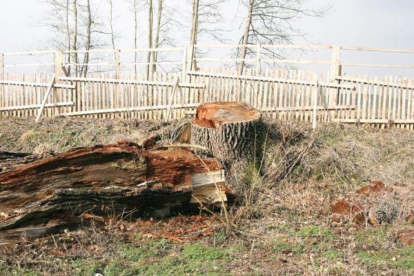 Chlumecká bažantnice, 3.3.2009
Fotoreportáž z likvidace lužního lesa a staré dubové aleje na hrázi podél Cidliny a Mlýnské Bystřice (2008-2009). Pracky jim zpřerážet...
Mots-clés: Chlumec nad Cidlinou Chlumecká bažantnice Luhy