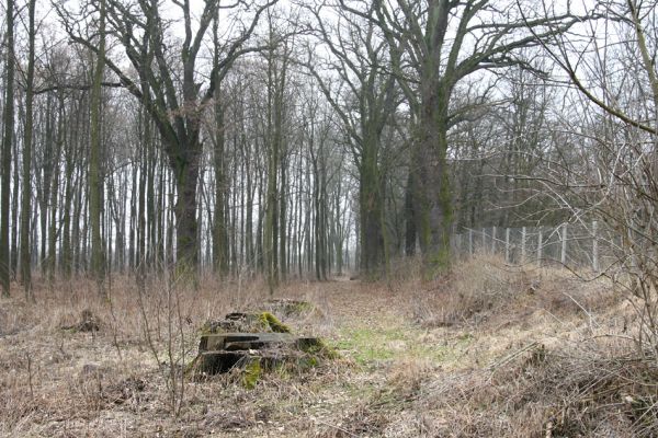 Chlumecká bažantnice, 3.3.2009
Fotoreportáž z likvidace lužního lesa a staré dubové aleje na hrázi podél Cidliny a Mlýnské Bystřice (2008-2009). Poslední zbytek lesa...
Klíčová slova: Chlumec nad Cidlinou Chlumecká bažantnice Luhy