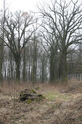 Chlumecká bažantnice, 3.3.2009
Fotoreportáž z likvidace lužního lesa a staré dubové aleje na hrázi podél Cidliny a Mlýnské Bystřice (2008-2009). Poslední zbytek lesa...
Schlüsselwörter: Chlumec nad Cidlinou Chlumecká bažantnice Luhy