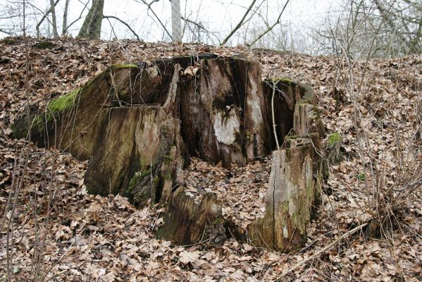 Chlumecká bažantnice, 3.3.2009
Fotoreportáž z likvidace lužního lesa a staré dubové aleje na hrázi podél Cidliny a Mlýnské Bystřice (1994-1995). Dub zlikvidovaný v roce 1994, osídlený kovaříky Crepidophorus mutilatus, Ampedus brunnicornis a A. cardinalis.
Klíčová slova: Chlumec nad Cidlinou Chlumecká bažantnice Luhy Ampedus brunnicornis cardinalis Osmoderma eremita páchník Crepidophorus mutilatus