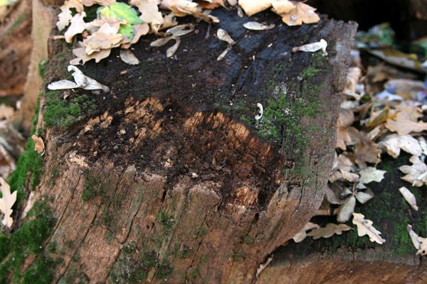 Chlumec u Chabařovic, 11.11.2011
Lužní les u Zámeckého rybníka. Pařez dubu osídlený kovaříky Ampedus pomorum.
Klíčová slova: Krušné hory Chlumec u Chabařovic Zámecký rybník Ampedus pomorum