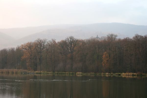 Chlumec u Chabařovic, 11.11.2011
Lužní les u Zámeckého rybníka.
Klíčová slova: Krušné hory Chlumec u Chabařovic Zámecký rybník