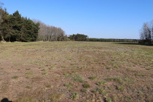 Chlumec nad Cidlinou, 22.4.2020
Písčiny u jižního okraje PP Pamětník.
Mots-clés: Chlumec nad Cidlinou Pamětník Limonius minutus