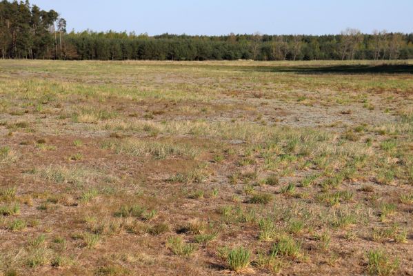 Chlumec nad Cidlinou, 22.4.2020
Písčiny u jižního okraje PP Pamětník.
Klíčová slova: Chlumec nad Cidlinou Pamětník Limonius minutus