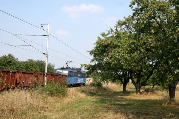 Chlumec nad Cidlinou, 22.9.2009
Třešně v ovocném sadu u železničního přejezdu u silnice na Lišice.
Klíčová slova: Chlumec nad Cidlinou Anthaxia candens