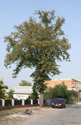 Chlumec nad Cidlinou, 22.9.2009
Začátek lipové aleje k Chlumecké bažantnici. Osluněné kmeny vyhledávají ke svému vývoji krasci lipoví
Klíčová slova: Chlumec nad Cidlinou Lamprodila rutilans