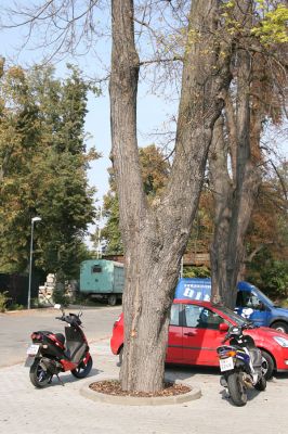 Chlumec nad Cidlinou, 22.9.2009
Začátek lipové aleje k Chlumecké bažantnici. Osluněné kmeny vyhledávají ke svému vývoji krasci lipoví.
Schlüsselwörter: Chlumec nad Cidlinou Lamprodila rutilans