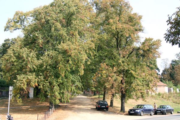 Chlumec nad Cidlinou, 22.9.2009
Lipové alej k zámku Karlova Koruna.
Mots-clés: Chlumec nad Cidlinou Lamprodila rutilans