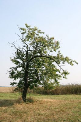 Chlumec nad Cidlinou, 22.9.2009
Třešně v ovocném sadu u železničního přejezdu u silnice na Lišice.
Klíčová slova: Chlumec nad Cidlinou Anthaxia candens