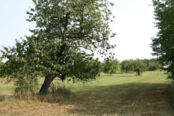 Chlumec nad Cidlinou, 22.9.2009
Třešně v ovocném sadu u železničního přejezdu u silnice na Lišice.
Keywords: Chlumec nad Cidlinou Anthaxia candens