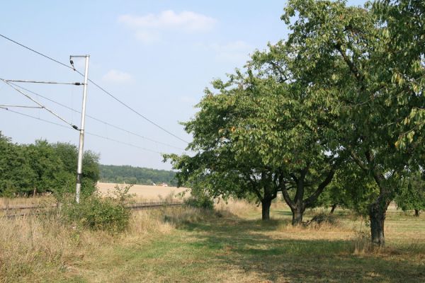 Chlumec nad Cidlinou, 22.9.2009
Třešně v ovocném sadu u železničního přejezdu u silnice na Lišice.
Schlüsselwörter: Chlumec nad Cidlinou Anthaxia candens